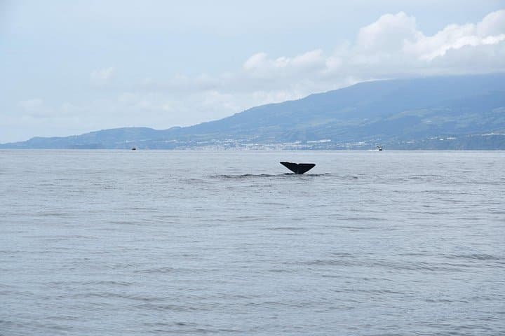 São Miguel Whale & Dolphin Watching — Vila Franca do Campo Boat Tour photo 3