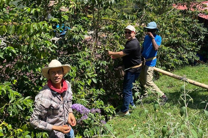 Full-Day Jardín Coffee Tour with Optional Horseback Riding from Medellín photo 4