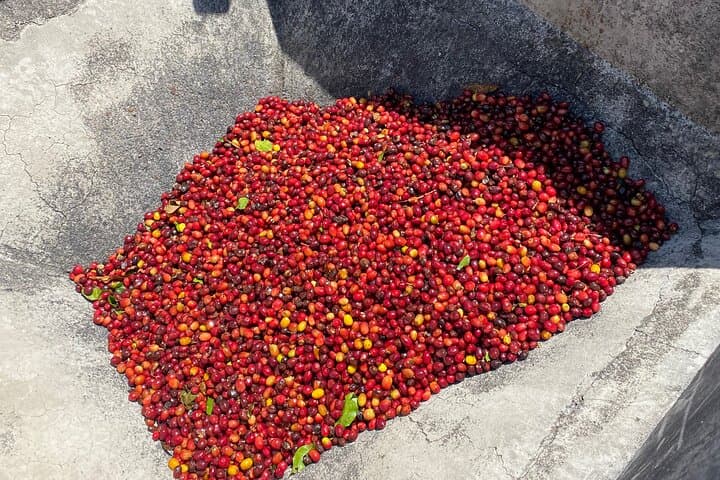 Full-Day Jardín Coffee Tour with Optional Horseback Riding from Medellín photo 6