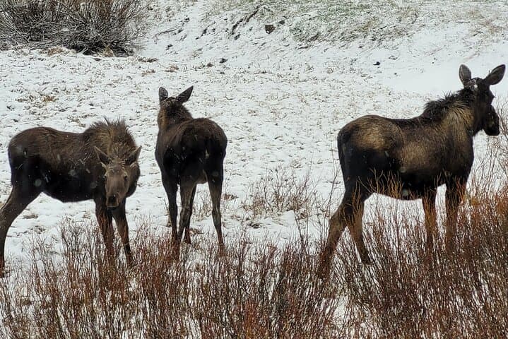 Northern Yellowstone Safari from Cody — Lamar Valley Wildlife & Upper Loop Day Tour photo 6