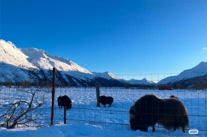 Whittier Cruise Shuttle: Portage Lake, Alaska Wildlife Conservation Center & Beluga Point Day Tour photo 5