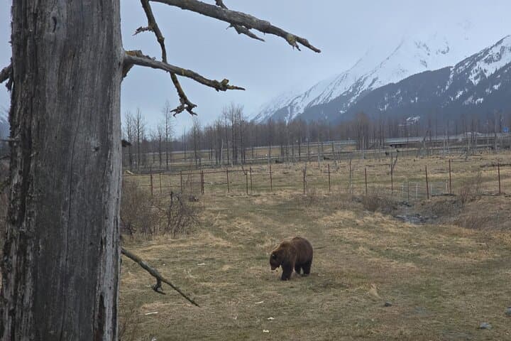 Whittier Cruise Shuttle: Portage Lake, Alaska Wildlife Conservation Center & Beluga Point Day Tour photo 6