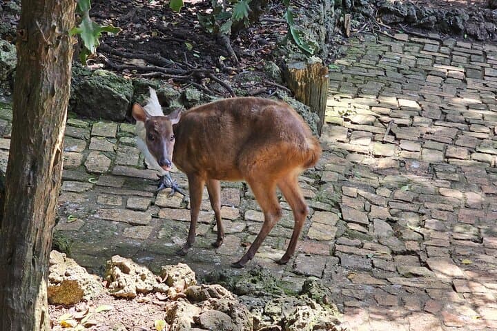 Barbados Private Scenic Tour with Monkey Feeding — Half-Day Island Highlights photo 4