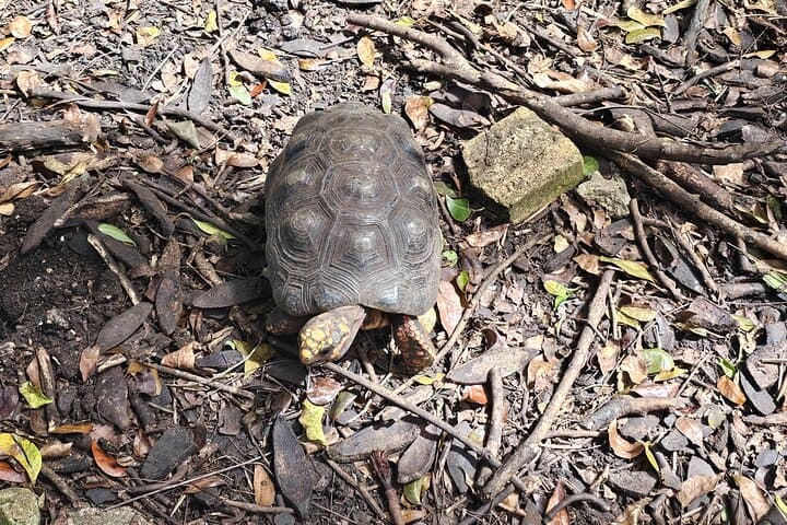 Barbados Private Scenic Tour with Monkey Feeding — Half-Day Island Highlights photo 5