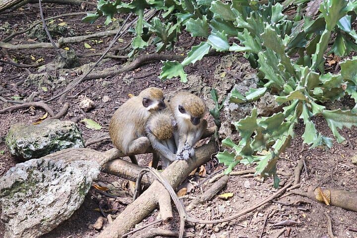 Barbados Private Scenic Tour with Monkey Feeding — Half-Day Island Highlights photo 2