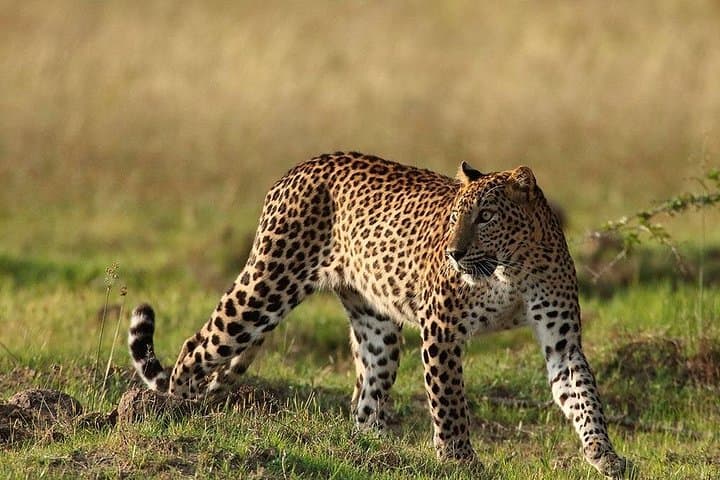 Private Yala Safari: Morning & Afternoon Jeep Tours to Spot Leopards and Elephants
