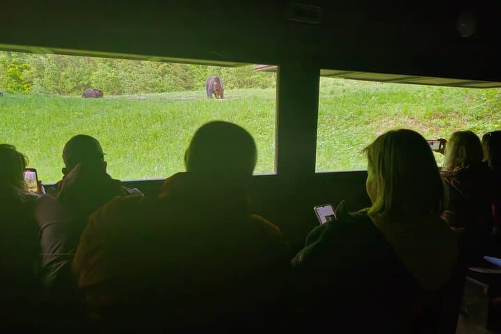 Transylvania Brown Bear Hide Experience from Brașov photo 5