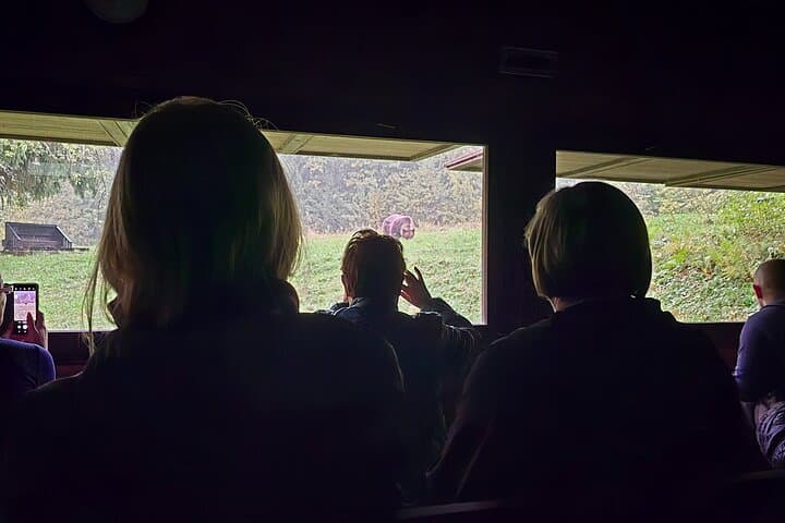 Transylvania Brown Bear Hide Experience from Brașov photo 4