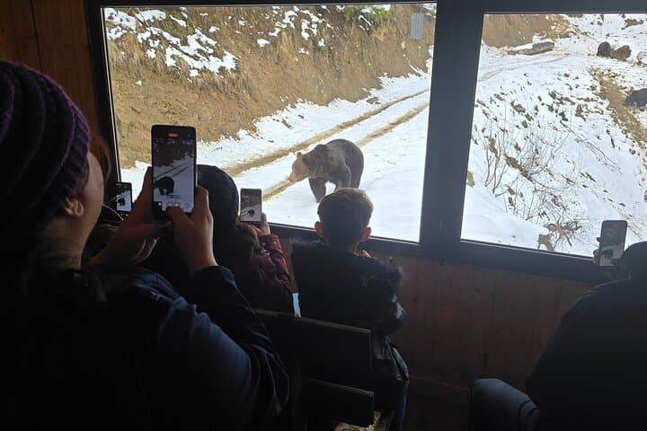 Transylvania Brown Bear Hide Experience from Brașov