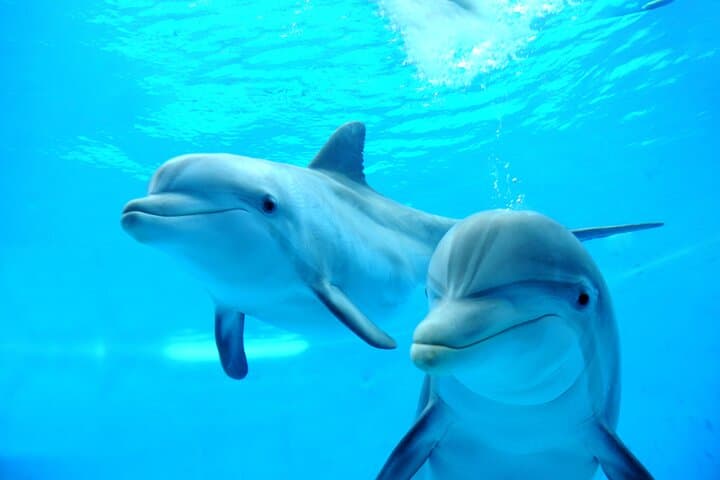Swim with Dolphins in Sharm El Sheikh: 30-Minute Red Sea Encounter with Transfer photo 5