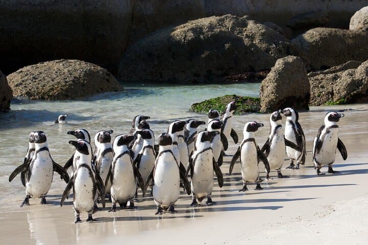 Cape Town Full-Day: Table Mountain, Penguins & Cape Point Private Tour photo 4