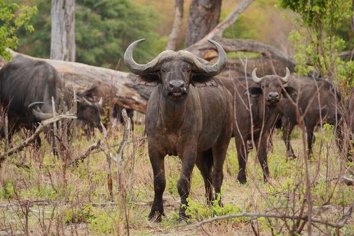 Zambezi Game Drive near Victoria Falls: 3-Hour Guided Safari in Zambezi National Park photo 2