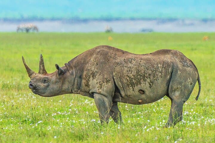 3-Day Serengeti & Ngorongoro Safari: Big Five Game Drives from Arusha photo 4