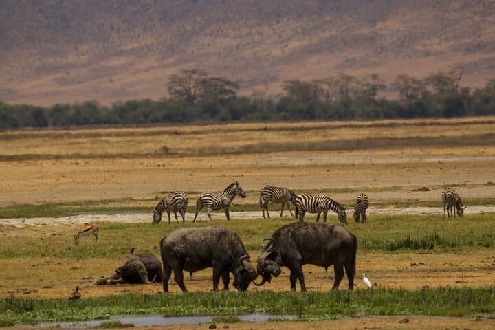 3-Day Serengeti & Ngorongoro Safari: Big Five Game Drives from Arusha photo 5