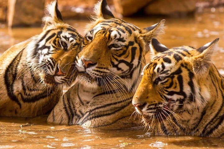 Ranthambore Safari: Canter and Gypsy Wildlife Safaris in Sawai Madhopur photo 3