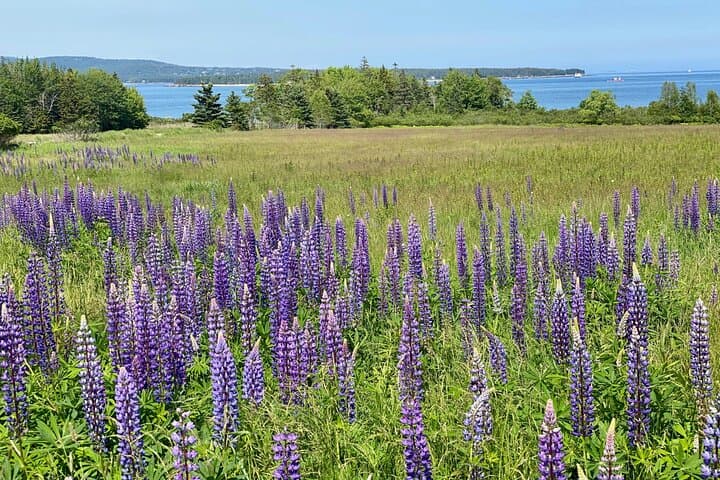 Classic Acadia Private Tour: Cadillac Mountain, Thunder Hole & Hidden Gems photo 6
