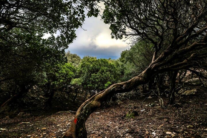 Ikaria Adventure: Hike Randis Forest, Boat to Seychelles Beach & Cave Snorkel photo 6