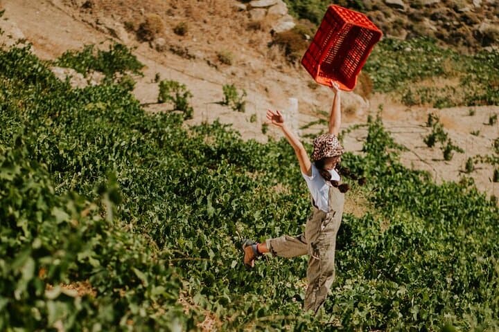 Ikaria Two Family-Run Wineries Wine Tour — Sunset Tasting and Island Views photo 1