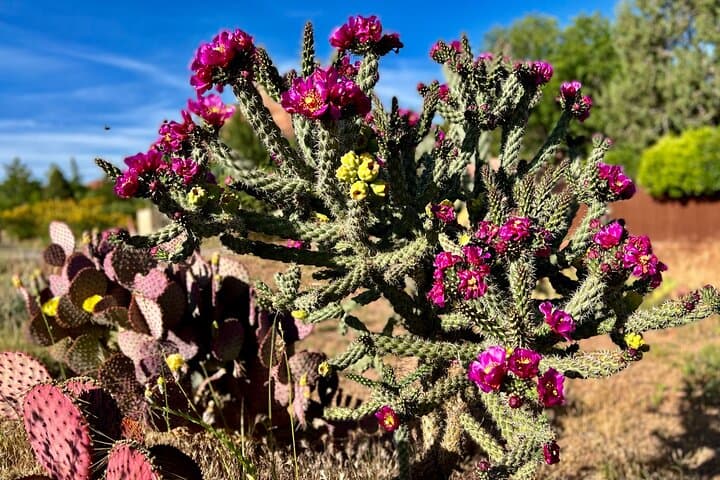 Desert Botanical Garden Guided Walk — Sonoran History, Cactus Tasting & Sunset Tours in Phoenix photo 5