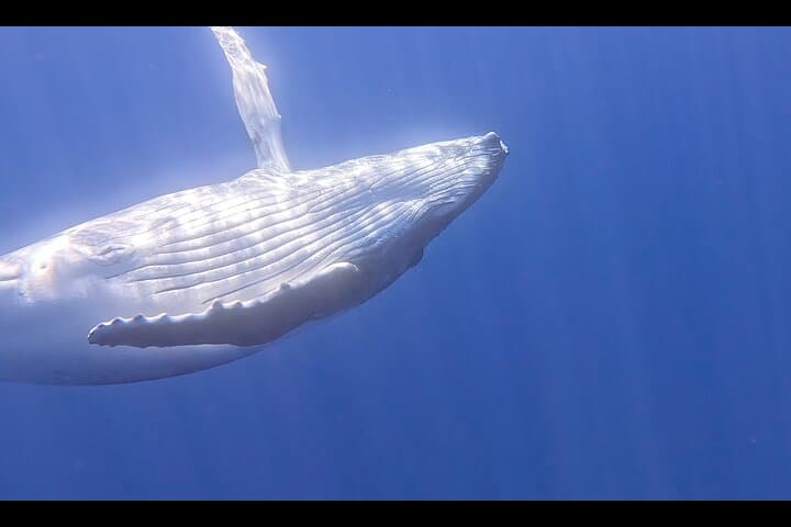 Moorea Private Boat Tour: Swim with Humpback Whales and Reef Sharks photo 4