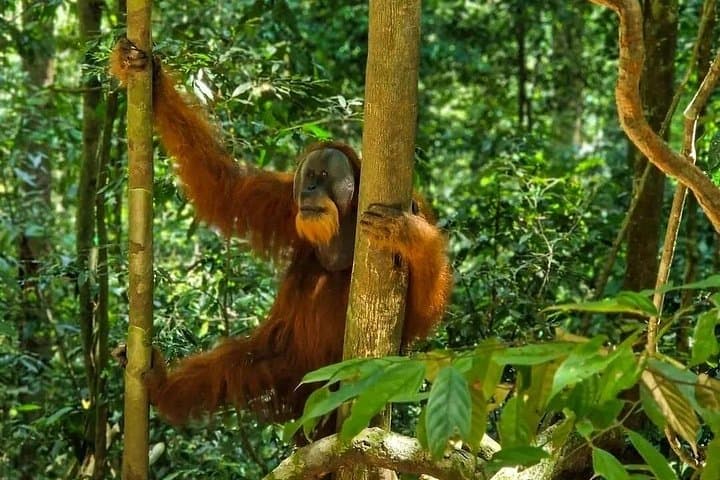 Bukit Lawang Jungle Trek: Sumatran Safari & Orangutan Trekking photo 1