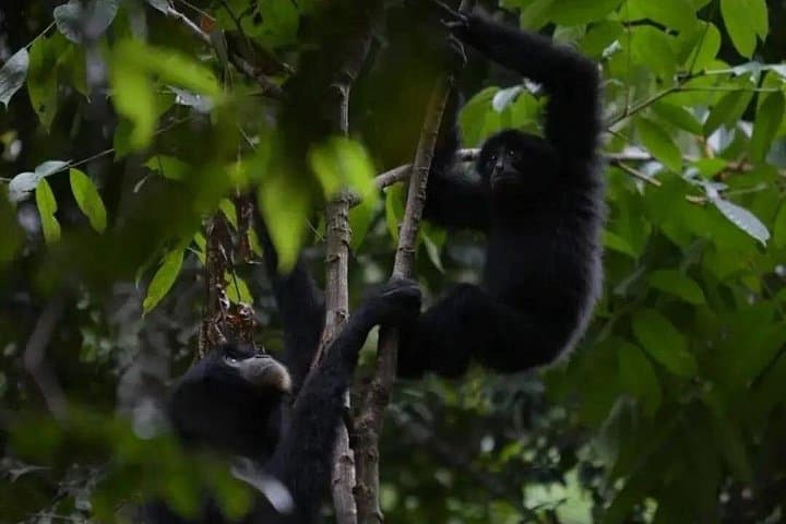 Bukit Lawang Jungle Trek: Sumatran Safari & Orangutan Trekking photo 2