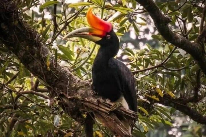Bukit Lawang Jungle Trek: Sumatran Safari & Orangutan Trekking photo 3