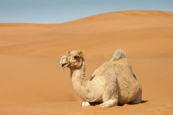 Dubai Morning Desert Safari: Dune Bashing, Camel Ride & Sandboarding at Sunrise photo 4