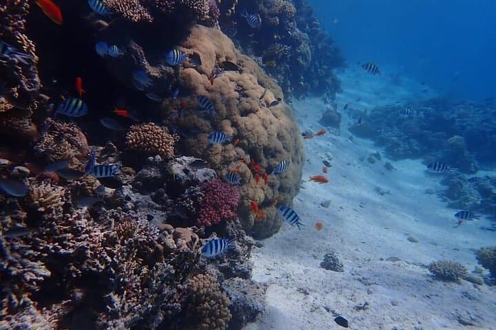 Private Speedboat to Magawish Island: Snorkel Red Sea Reefs from Hurghada photo 3