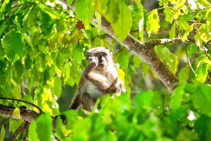 Half-Day Phi Phi Longtail Boat Tour to Maya Bay, Pileh Lagoon & Monkey Beach photo 5