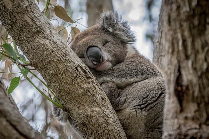 Great Ocean Road & 12 Apostles Day Trip from Melbourne — Coastal Sights and Wildlife photo 3