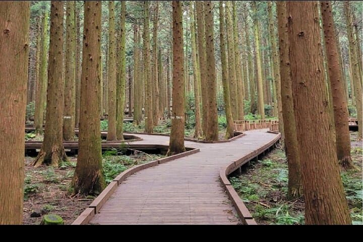 Discover Jeju Island: A Private Full-Day Tour of South and East Highlights photo 4
