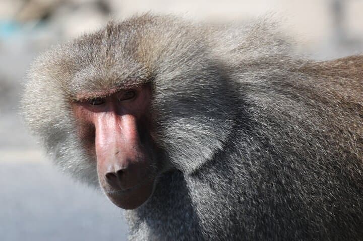 Awash National Park Wildlife Safari: 2-Day Rift Valley Game Drive & Camping