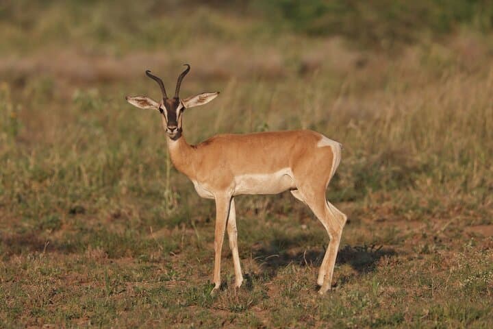 Awash National Park Wildlife Safari: 2-Day Rift Valley Game Drive & Camping photo 2