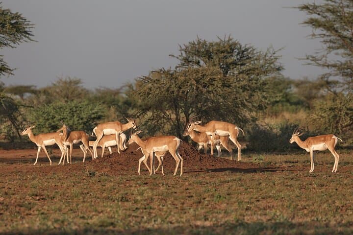 Awash National Park Wildlife Safari: 2-Day Rift Valley Game Drive & Camping photo 3