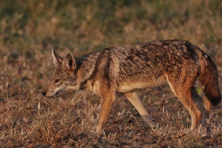Awash National Park Wildlife Safari: 2-Day Rift Valley Game Drive & Camping photo 4