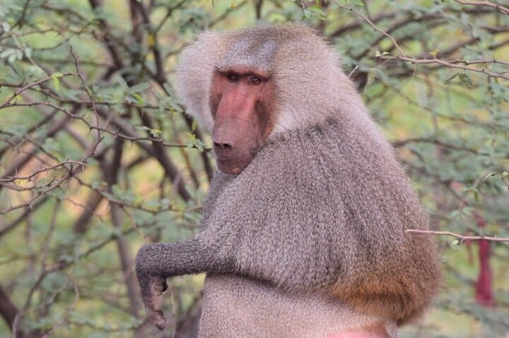 Awash National Park Wildlife Safari: 2-Day Rift Valley Game Drive & Camping photo 5