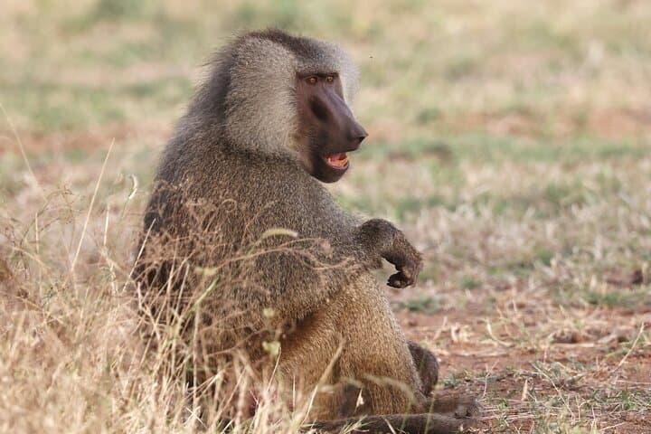 Awash National Park Wildlife Safari: 2-Day Rift Valley Game Drive & Camping photo 6