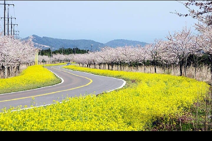Discover Jeju Island: A Private Full-Day Tour of South and East Highlights photo 2