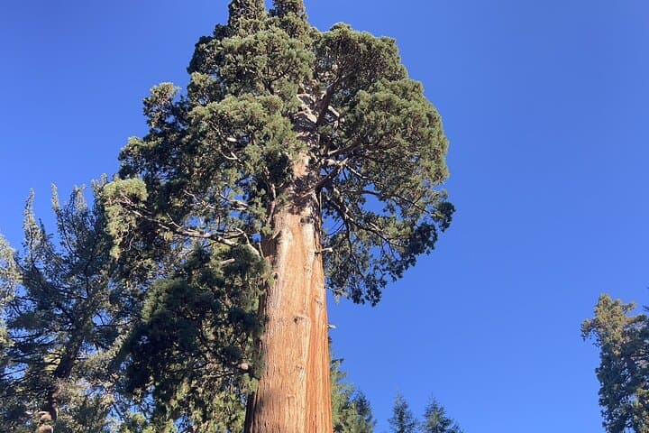 Transformative Day Retreat Among the Giant Sequoias — Giant Forest photo 2