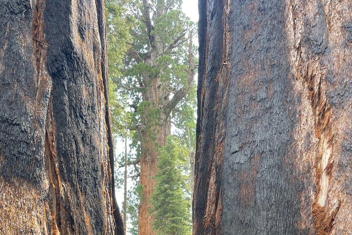 Transformative Day Retreat Among the Giant Sequoias — Giant Forest photo 3