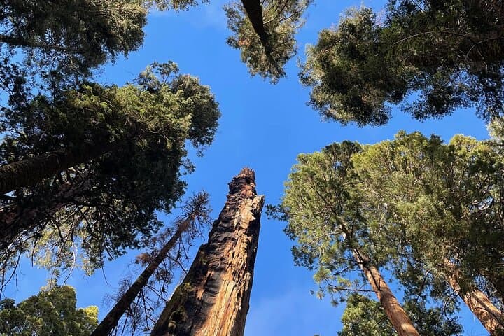 Transformative Day Retreat Among the Giant Sequoias — Giant Forest photo 4