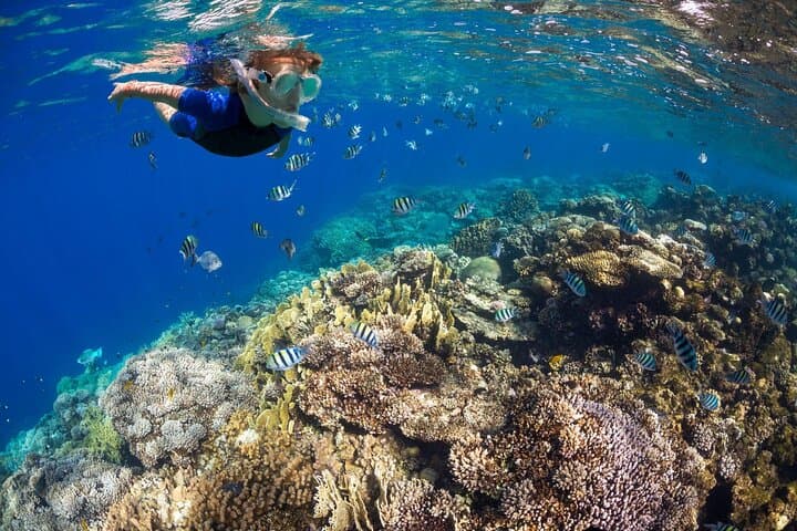 Marsa Mubarak Snorkeling, Intro Dive & Lunch — Full-Day Red Sea Boat Trip photo 5