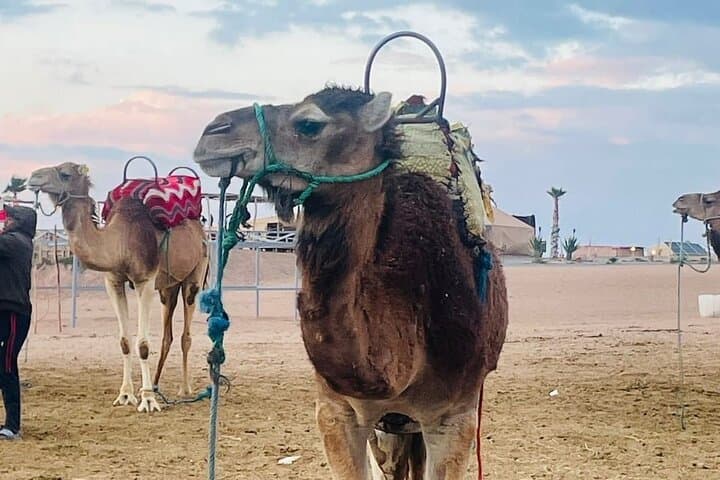 Agafay Desert Quad Bike and Camel Ride with Evening Dinner Show from Marrakech photo 3