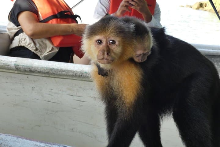 Monkey Islands Boat Ride from Panama City — Panama Canal Wildlife Cruise photo 2