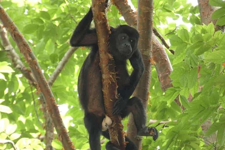 Monkey Islands Boat Ride from Panama City — Panama Canal Wildlife Cruise photo 4