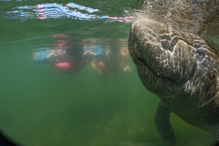 Crystal River Manatee Swim: An Intimate Wildlife Encounter in Florida’s King’s Bay