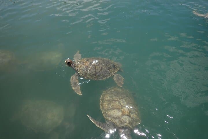 Explore Grand Cayman's Turtle Centre, Stingray City & Starfish Point: Half-Day Snorkel Adventure photo 5