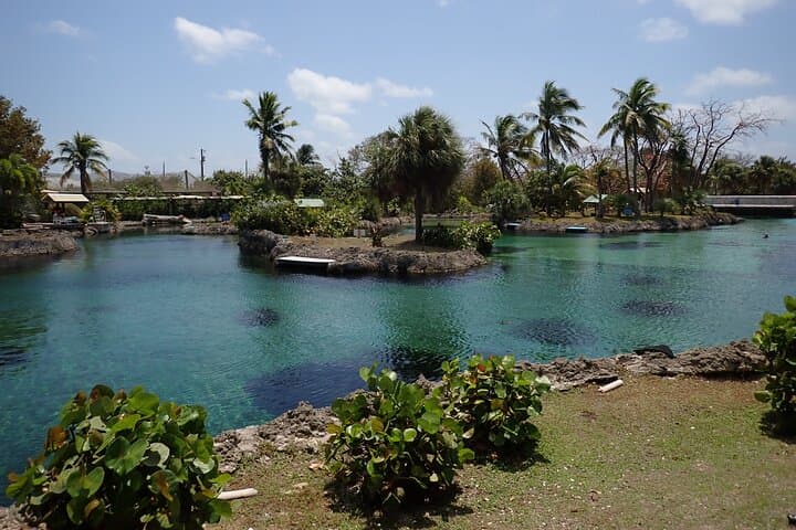 Explore Grand Cayman's Turtle Centre, Stingray City & Starfish Point: Half-Day Snorkel Adventure photo 2