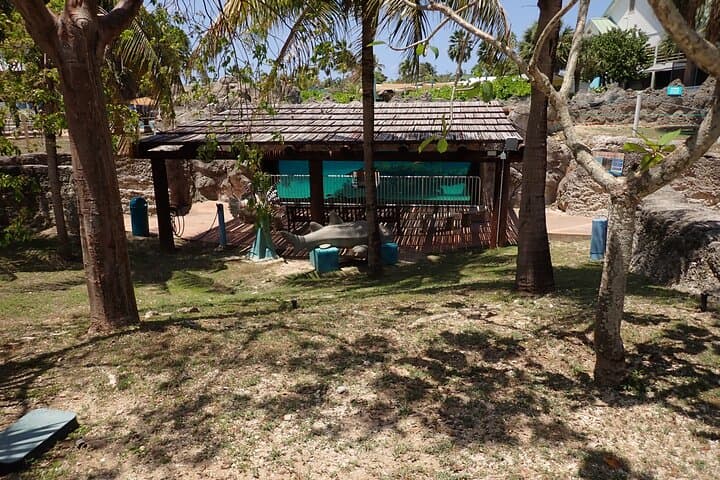Explore Grand Cayman's Turtle Centre, Stingray City & Starfish Point: Half-Day Snorkel Adventure photo 6